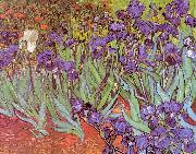 Vincent Van Gogh Irises China oil painting reproduction